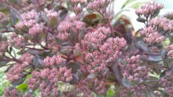 Sedum SunSparkler® 'Dazzlebery'